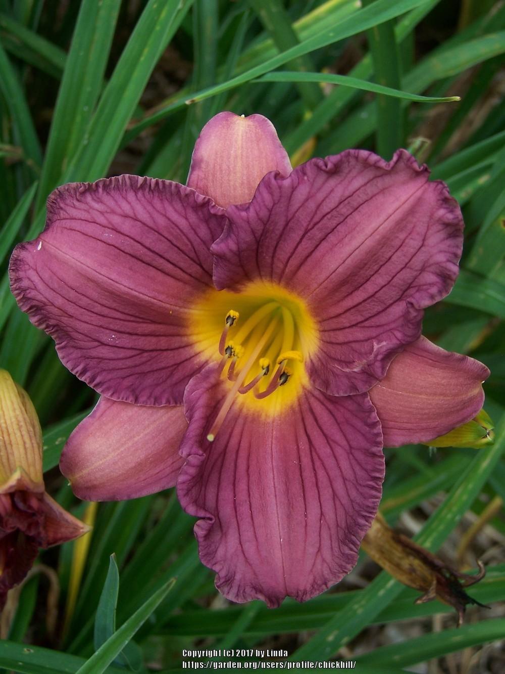 Hemerocallis 'Purple de Oro'